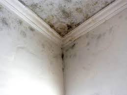 Best Asbestos and Lead Testing During Mold Inspection in Troy, AL