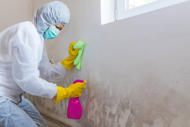 Best Mold Remediation for Healthcare Facilities in Troy, AL