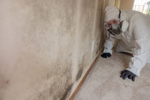 Why You Should Choose Our Mold Remediation Services in Troy, AL