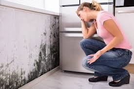 Best Residential Mold Inspection & Testing in Troy, AL